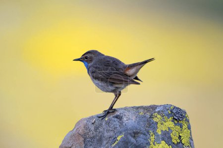 Bluethroat male perched on a rock with yellow background. Spain.