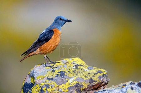 Male common rock thrush perched on a rock. Spain