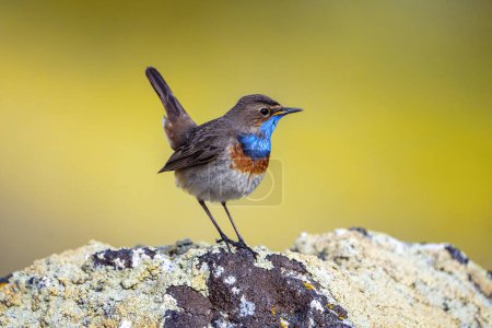 Bluethroat male perched on a rock with yellow background. Spain.