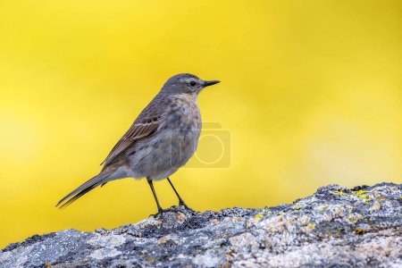 Water pipit, anthus spinoletta on yellow broom flower background. Spain.