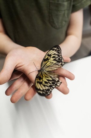 Téléchargez les photos : Idée papillon leucone est assis sur une main d'enfant. Enfants et insectes Gros plan sur le papillon tropical. Ailes blanches avec taches oculaires foncées - en image libre de droit
