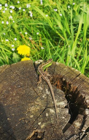 Cloze-up of a common lizard lying on a stump. Lacerta agilis with a typical green-brown color. Reptiles of damp forests and steps. Nature of Ukraine and Transcarpathian forests