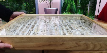 Entomologe zeigt entomologische Sammlung. Getrocknete Insekten verschiedener Art unter Glas in einem Holzrahmen. Untersuchung der Merkmale von Lepidopterarten. Schmetterlinge, Motten, Libellen