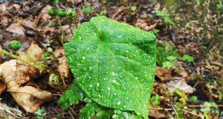 Close-up of a burdock plant in a forest thicket. Drops of dew or rain on a plant. The green living leaf pairs beautifully with the yellow fallen leaves.
