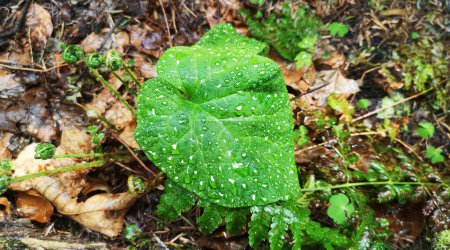 Nahaufnahme einer Klettenpflanze in einem Walddickicht. Tautropfen oder Regen auf eine Pflanze. Das grüne lebende Blatt paart sich schön mit den gelben abgefallenen Blättern.