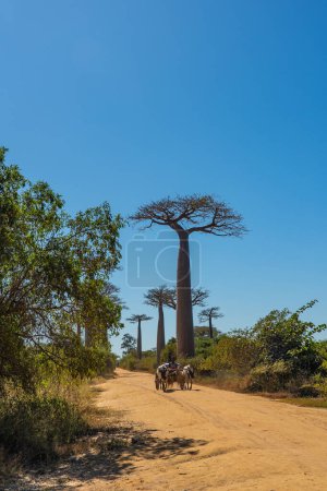 Téléchargez les photos : Morondava, Madagascar - 29 mai 2023 : Avenue avec l'allée des Baobabs et un chariot à bœufs du zébu près de Morondava à Madagascar, verticale - en image libre de droit
