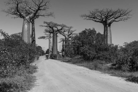 Téléchargez les photos : Précédent View of a bike rickshaw at the avenue with the Baobab trees allee near Morondava in Madagascar, black white - en image libre de droit