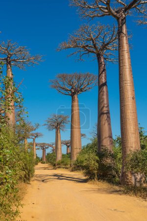 Route orange sablonneuse à la belle ruelle des baobabs. légendaire avenue des baobabs à Morondava. vertical