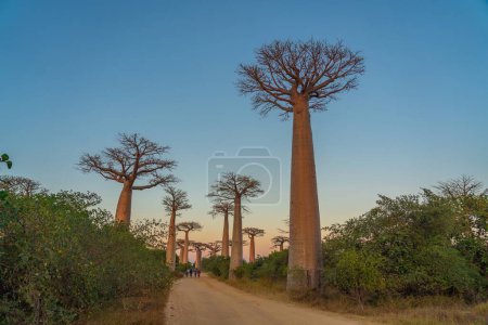 Téléchargez les photos : Coucher de soleil sur l'avenue avec les baobabs près de Morondava à Madagascar - en image libre de droit
