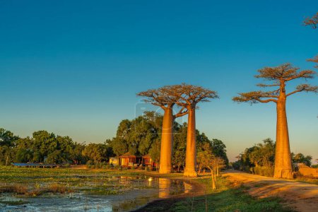 Coucher de soleil sur l'avenue avec les baobabs près de Morondava à Madagascar