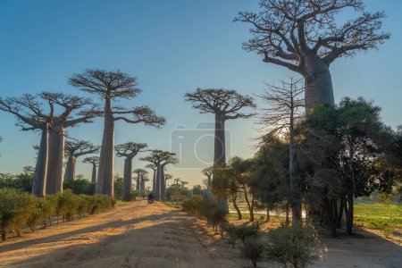 Téléchargez les photos : Précédent View of a bike rickshaw at the avenue with the Baobab trees allee near Morondava in Madagascar, - en image libre de droit