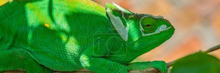 Téléchargez les photos : Caméléon vert, Calumma gastrotaenia sur branche aux feuilles vertes, Madagascar, Afrique. gros plan headshot - en image libre de droit