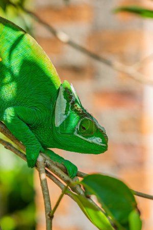 Téléchargez les photos : Caméléon vert, Calumma gastrotaenia sur branche aux feuilles vertes, Madagascar, Afrique. fermer verticalement - en image libre de droit