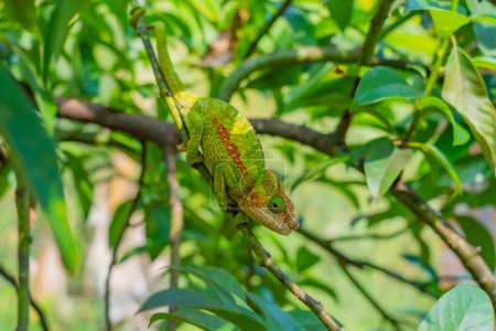 Téléchargez les photos : Vert avec braun ligne Caméléon, sur branche aux feuilles vertes, Madagascar, Afrique. gros plan - en image libre de droit