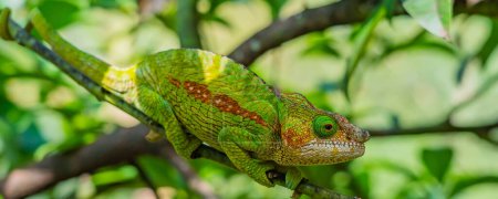 Téléchargez les photos : Vert avec braun ligne Caméléon, sur branche aux feuilles vertes, Madagascar, Afrique. gros plan - en image libre de droit