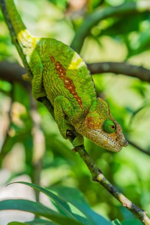 Téléchargez les photos : Vert avec braun ligne Caméléon, sur branche aux feuilles vertes, Madagascar, Afrique. fermer verticalement - en image libre de droit