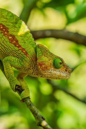 Photo for Green with braun line Chameleon, on branch with green leaves, Madagascar, Africa. close up vertical - Royalty Free Image