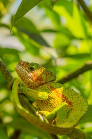 Photo for Green with braun line Chameleon, on branch with green leaves, Madagascar, Africa. close up vertical - Royalty Free Image