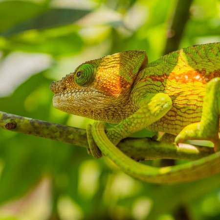Téléchargez les photos : Caméléon vert avec braun ligne sur la branche avec des feuilles vertes, gros plan headshot, Madagascar - en image libre de droit