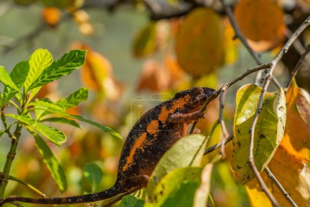 Téléchargez les photos : Caméléon brun-orange en gros plan sur une branche avec des feuilles en arrière-plan, Madagascar, Afrique. - en image libre de droit