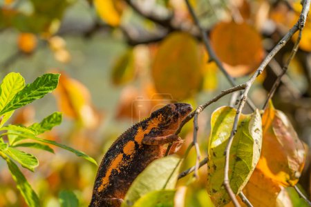Téléchargez les photos : Caméléon brun-orange, Calumma gastrotaenia sur branche avec feuilles en arrière-plan, Madagascar, Afrique. - en image libre de droit