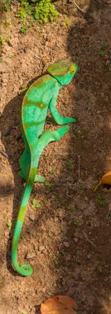 Téléchargez les photos : Caméléon vert sur terre orange à Madagascar gros plan - en image libre de droit