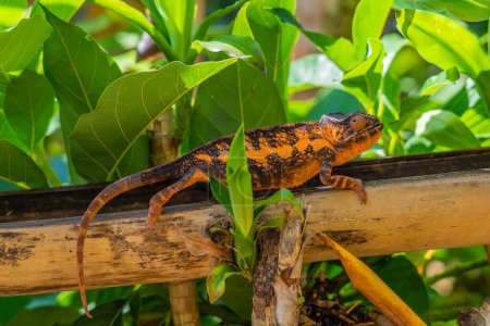 Téléchargez les photos : Caméléon brun-orange en gros plan sur une branche avec des feuilles en arrière-plan, Madagascar, Afrique. - en image libre de droit