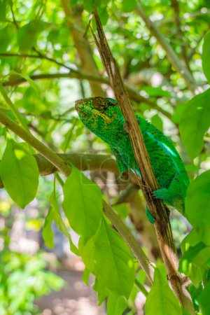 Téléchargez les photos : Caméléon vert, Calumma gastrotaenia sur branche aux feuilles vertes, Madagascar, Afrique. vertical - en image libre de droit