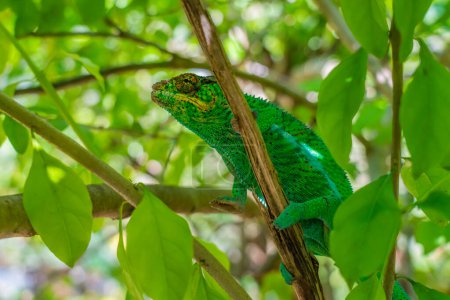 Photo for Green Chameleon, Calumma gastrotaenia on branch with green leaves, Madagascar, Africa. - Royalty Free Image