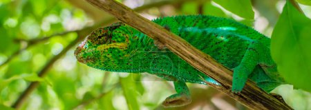 Téléchargez les photos : Caméléon vert gros plan sur une branche aux feuilles vertes, Madagascar, Afrique - en image libre de droit