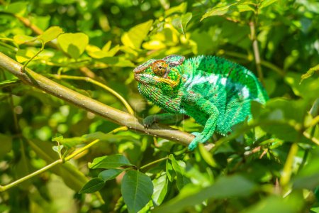 Photo for Green Chameleon close up colorful headshot on branch with green leaves, Madagascar, Africa - Royalty Free Image