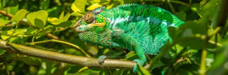 Téléchargez les photos : Caméléon vert gros plan coloré headshot sur branche aux feuilles vertes, Madagascar, Afrique - en image libre de droit
