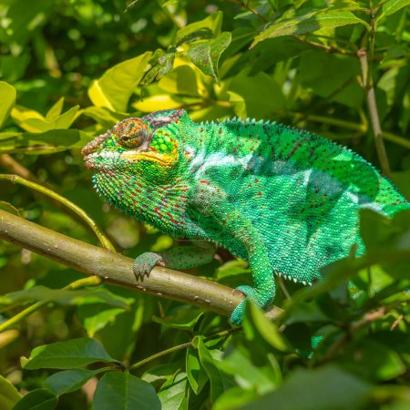 Téléchargez les photos : Caméléon vert gros plan headshot coloré sur une branche aux feuilles vertes, Madagascar, vertical - en image libre de droit