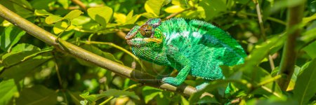 Photo for Green Chameleon close up colorful headshot on a branch with green leaves, Madagascar, Africa - Royalty Free Image