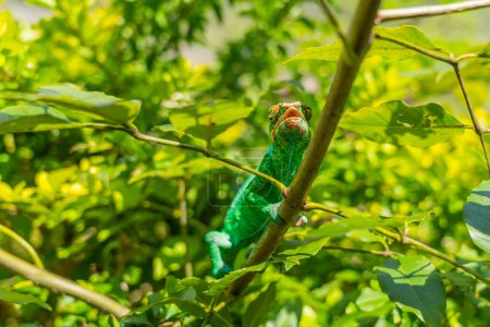 Téléchargez les photos : Caméléon vert avec tête colorée sur une branche aux feuilles vertes, Madagascar - en image libre de droit