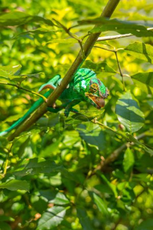 Téléchargez les photos : Caméléon vert avec tête colorée sur une branche aux feuilles vertes, Madagascar, vertical - en image libre de droit