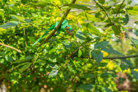 Téléchargez les photos : Caméléon vert avec tête colorée sur une branche aux feuilles vertes, Madagascar - en image libre de droit