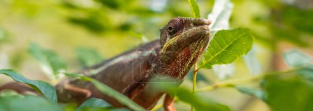 Téléchargez les photos : Caméléon de couleur brun rouge gros plan sur abranch avec des feuilles vertes, Madagascar - en image libre de droit
