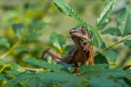 Photo for Red brown color Chameleon close up headshot on abranch with green leaves, Madagascar - Royalty Free Image