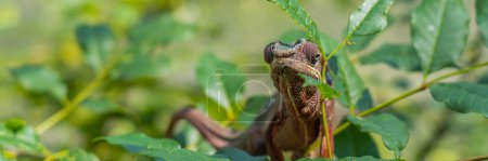 Téléchargez les photos : Caméléon de couleur brun rouge gros plan sur abranch avec des feuilles vertes, Madagascar - en image libre de droit