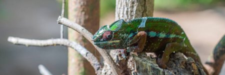 Photo for Multi colored Chameleon close up headshot on branch with green leaves, Madagascar - Royalty Free Image