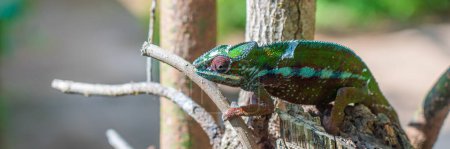 Téléchargez les photos : Caméléon multicolore gros plan headshot sur branche aux feuilles vertes, Madagascar - en image libre de droit