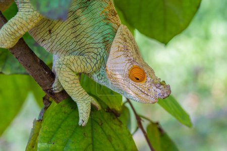 Photo for White head turquoise colored Chameleon with yellow eyes close up headshot on branch with green leaves, Madagascar - Royalty Free Image