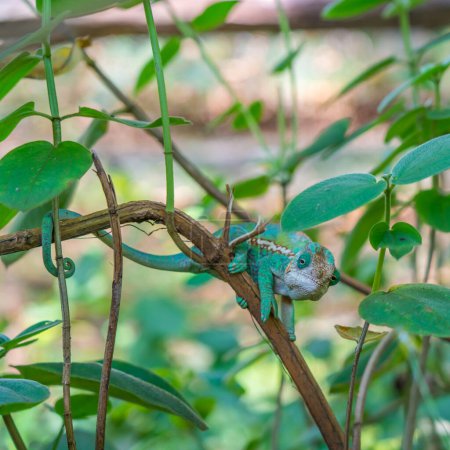 Téléchargez les photos : Caméléon coloré gros plan sur la branche avec des feuilles vertes, Madagascar - en image libre de droit