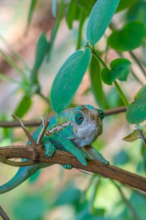 Photo for Colorful Chameleon close up headshot on branch with green leaves, Madagascar - Royalty Free Image