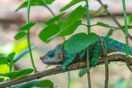 Téléchargez les photos : Caméléon vert, Calumma gastrotaenia sur branche aux feuilles vertes, Madagascar, Afrique. - en image libre de droit