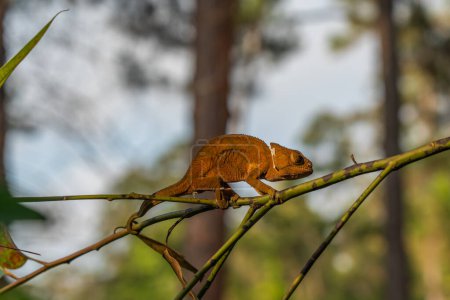 Téléchargez les photos : Caméléon brun sur une branche d'arbres en arrière-plan, Madagascar, Afrique. - en image libre de droit