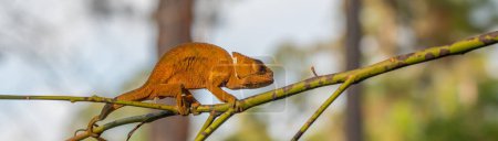 Téléchargez les photos : Caméléon brun sur une branche avec des arbres en arrière-plan, Madagascar, Afrique. coupe panoramique - en image libre de droit