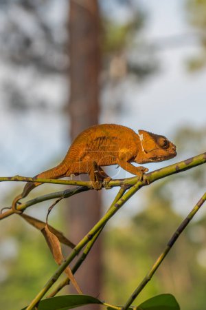 Téléchargez les photos : Caméléon brun sur une branche avec des arbres en arrière-plan, Madagascar, Afrique. vertical - en image libre de droit