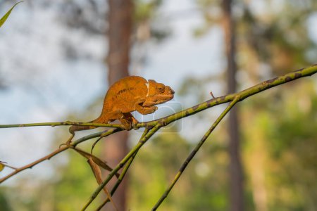 Photo for Brown Chameleon on a branch with trees in background, Madagascar, Africa. - Royalty Free Image
